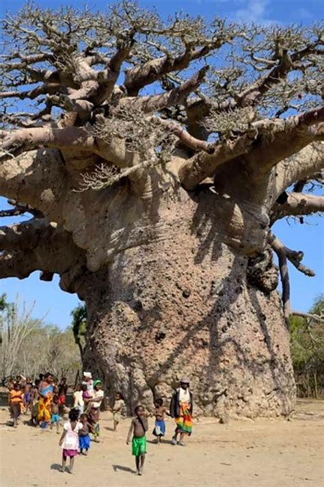 The Largest Baobab Tree Adansonia Digitata At The Village Of