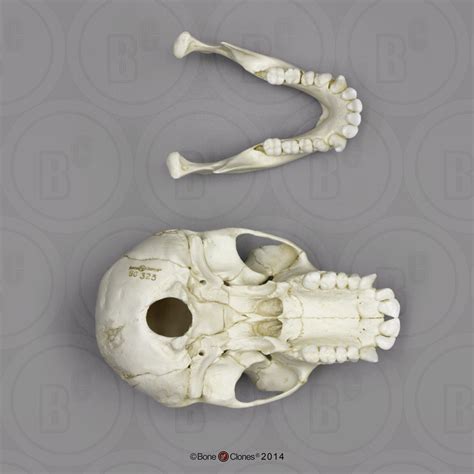 Chimpanzee Juvenile Skull Bone Clones Inc Osteological Reproductions