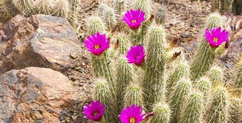 Edible Plants In The Arizona Desert In Scottsdale Official Travel