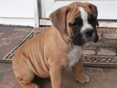 This page also includes some olde english bulldogge and victorian bulldog breeders. Valley Bulldogs for Sale in Boulevard, North Carolina ...