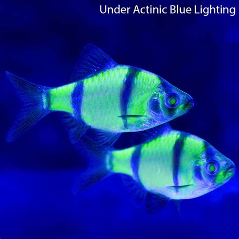 Glofish Electric Green Barb Glofish Aquarium Fish Freshwater