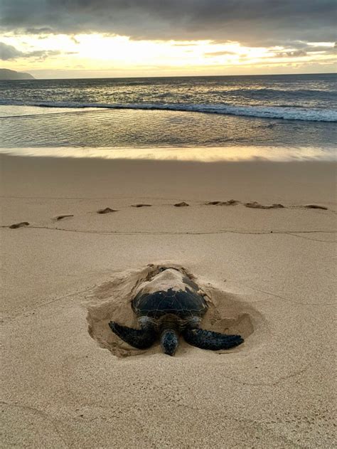 Laniakea Turtle Beach Oahu Hawaii Every Question Answered
