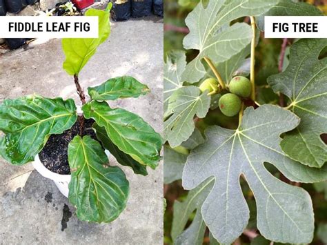 Fiddle Leaf Fig Vs Fig Tree Whats The Difference 2022
