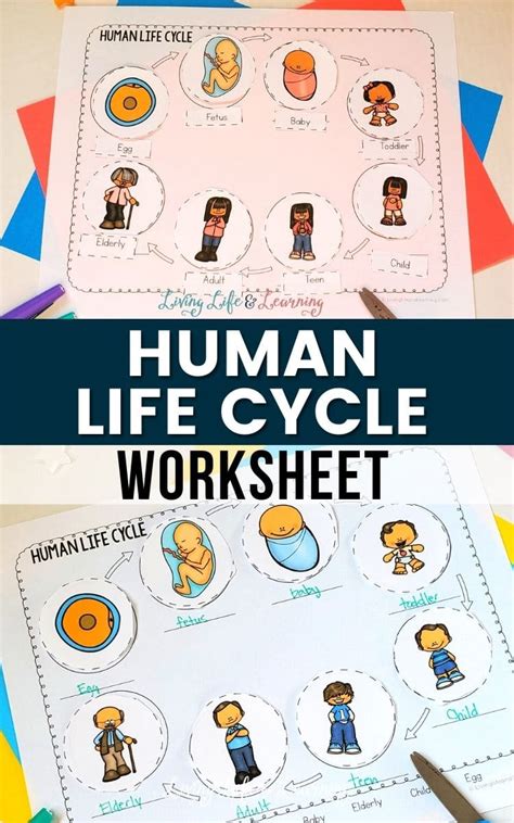 Human Life Cycle Worksheet Free Homeschool Deals