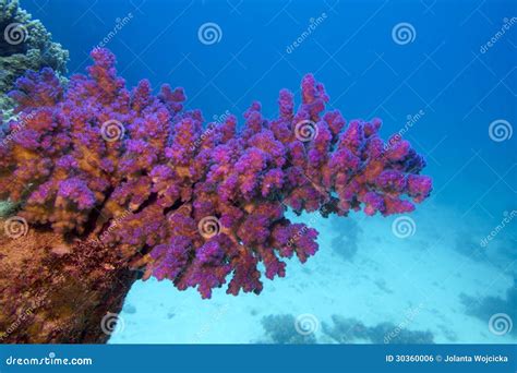 Coral Reef With Pink Pocillopora Coral At The Bottom Of Tropical Sea