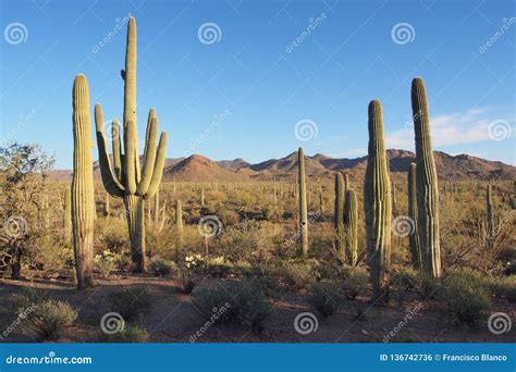 Saguaros And Other Cacti Of Saguaro National Park Arizona Stock Photo