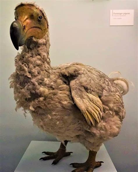 Enséñame de Ciencia on Twitter Así era el Dodo Raphus cucullatus