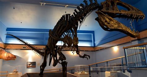 Dinosaur Gallery Set To Reopen For First Time In 3 Years At Museum Of