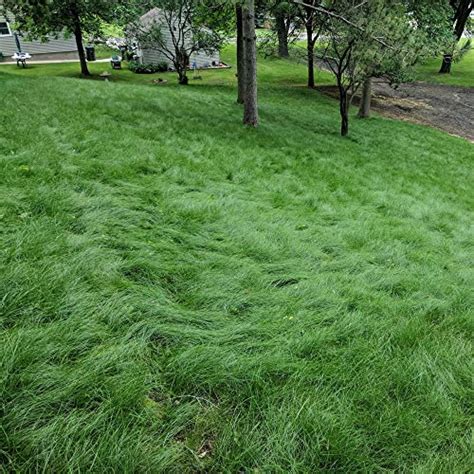Top 10 Best Organic Tall Fescue Grass Seed For 2022 You Can Buy