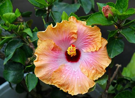 Hibiscus How To Plant Grow And Care For Hibiscus Plants The Old