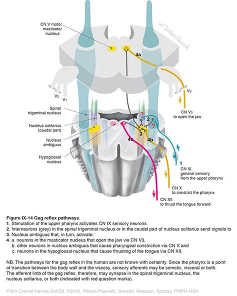 Gag Reflex Pathway