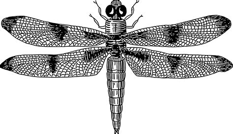 Dragonfly Clipart Black And White Dragonfly Black And White