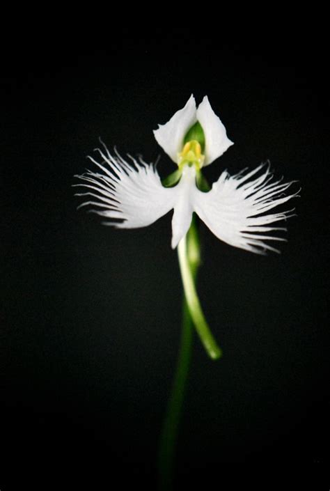 Our Japanese White Egret Orchid In Flower Egret Orchid Orchids