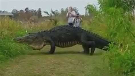 Giant Alligator Draws Crowds Of Visitors To Florida Nature Reserve