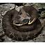 Bad Act Hognose Snake Isn’t The Sinister Serpent It Portrays  Local