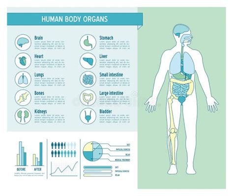 Human Body Infographics Stock Illustrations 5343 Human Body