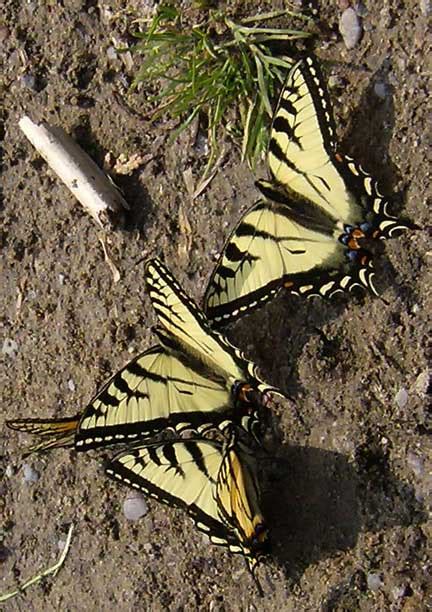Tiger Swallowtails Puddling What S That Bug