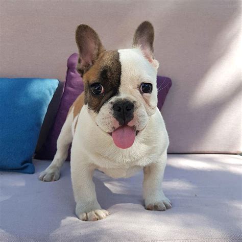 Health and life span as you may know, all brachycephalic dogs have trouble regulating their body temperature. BALOU - French Bulldog Breed
