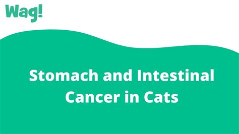 Stomach And Intestinal Cancer In Cats Wag Youtube