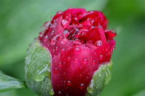 Red Rose Bud Dew Drop Focused Photography Hd Wallpaper Wallpaper Flare