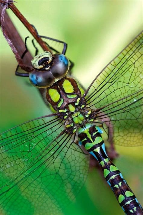 Natures Astounding Colour Palette Dragonfly Beautiful Bugs