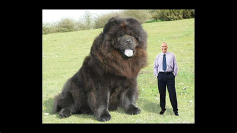 The Biggest Dog In The World 2013 Youtube