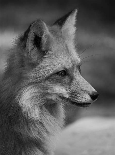 Red Fox Portrait In Black And White By Teresa Wilson Fox Animal