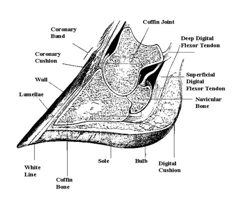 Bones protect the various organs of the body, produce red and white blood cells, store minerals. Cow Mobility :: The Bullvine - The Dairy Information You ...