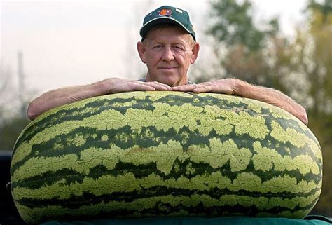 World S Largest Giant Watermelon Rare Fruit By TweeFancyRose