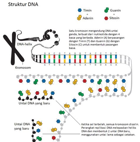 Mekanisme Replikasi DNA