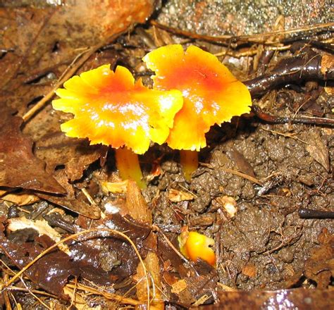 Bright Orange Yellow Mushroom Hunting And Identification Shroomery