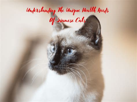 Understanding The Unique Health Needs Of Siamese Cats Kritter Kommunity