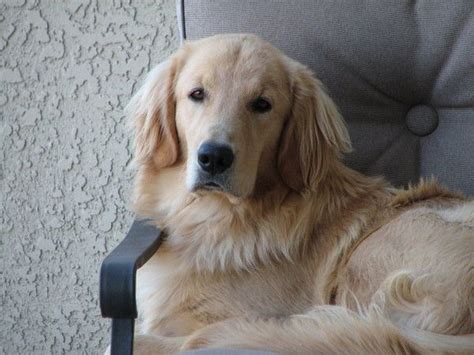 Golden Retrievers All Have Such A Wise And Knowing Look Very Loving