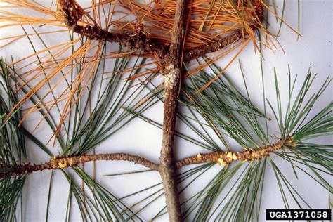 White Pine Blister Rust Cronartium Ribicola On Eastern White Pine