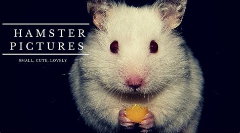 37 Small Cute And Lovely Pictures Of Hamsters