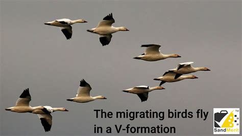 What Leaders Can Learn From Bird Flying In V Formation Youtube