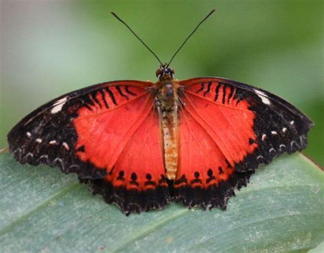 Red Butterfly Images