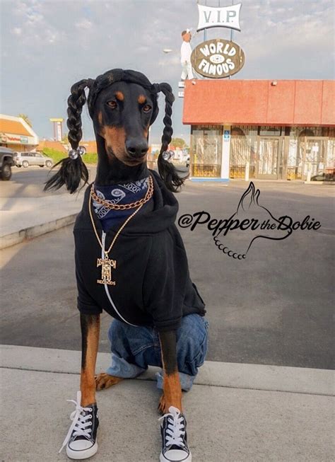 Pepperthedobie As Snoop Dogg Doberman Dobermanpinscher Dobe Dobermann