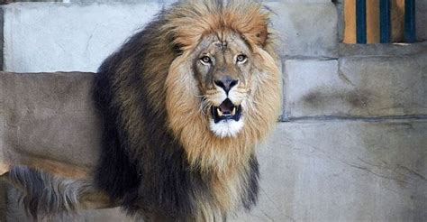 Charente Maritime Un Lion Recueilli Par Le Zoo De La Palmyre The