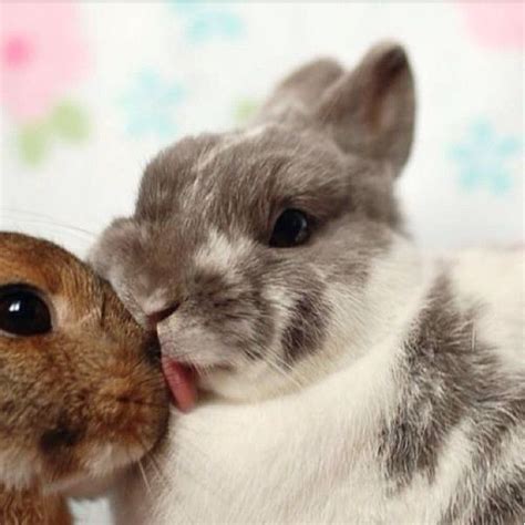 Assimilation Integral Beerdigung Rabbit Kiss Idiom Geschickt Sonnig