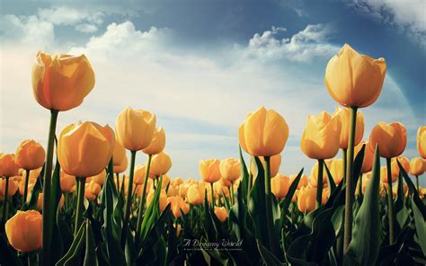 Yellow Tulips Wallpapers Hd Wallpapers Id 11249