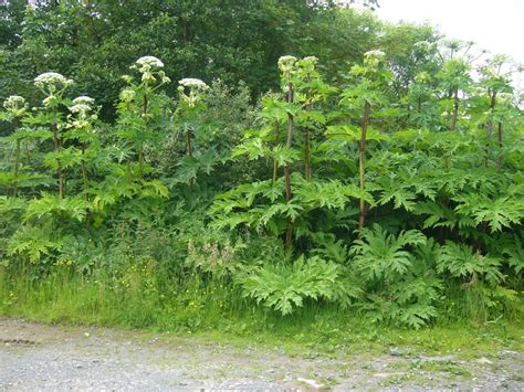 Giant Hogweed Invas Biosecurity Ireland