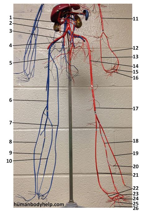 Human Arteries And Veins Model