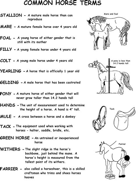 Common Horse Terms Spirit Der Wilde Mustang Male Horse Horse Lessons