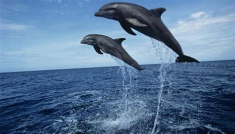 What Temperature Of Water Do Dolphins Live In Animals