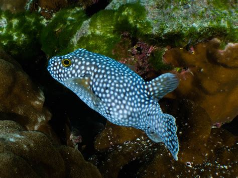 20p8030019 Puffer Fish Pet Underwater Photography Fish Tank