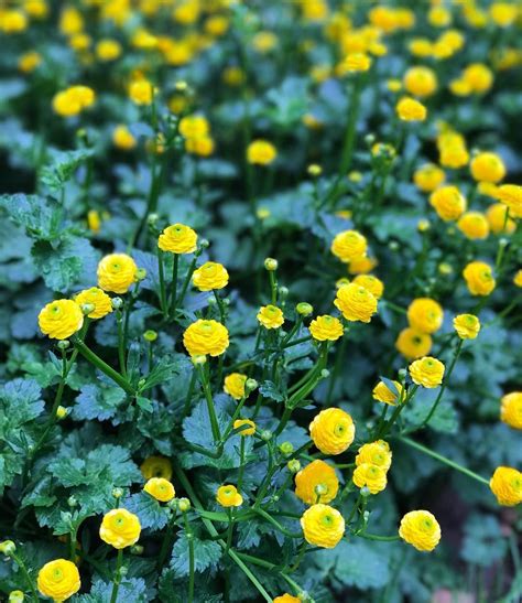 I Love Seeing Little Pops Of Yellow In The Garden These Buttercups