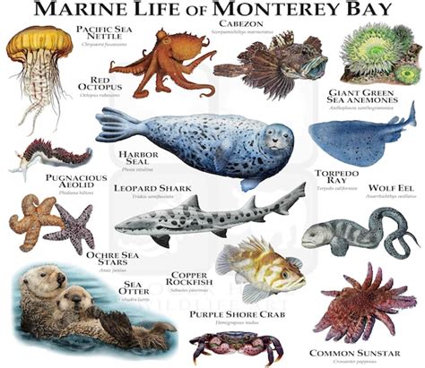 Marine Animals Of Monterey Bay Poster Print Etsy