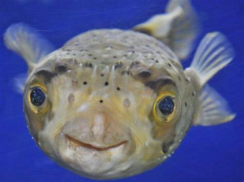 Puffer Fish Always Looks Happy Water Animals Cute Fish Ocean Sounds