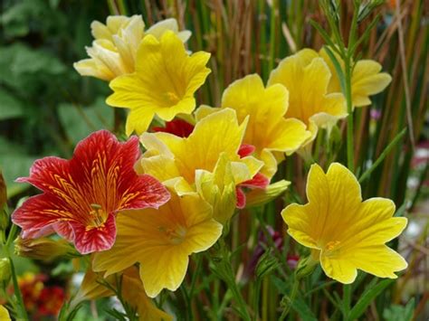 You'll love admiring the rows of plants growing. What are the Best Full Sun Annual Flowers - Grow Gardener Blog